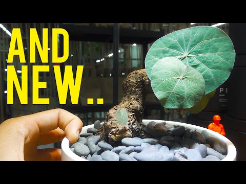 What Ever Happened To All My Houseplants? An update and a day in the life..


Buy the Growlights in the video!
PROMO CODE : Gimbal15 for 15% o
