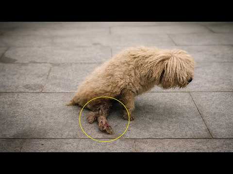 He Crawled Through Pain and Rain Until Someone Finally Found Him—Now Haihai Is Happy!!