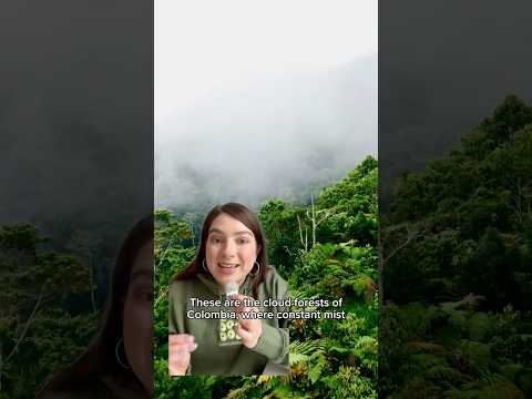 Have you heard of Colombia’s cloud forests? ☁️🌳