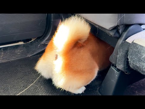 車の発進までに限界まで調査をやっておこうとする柴犬 サムネイル