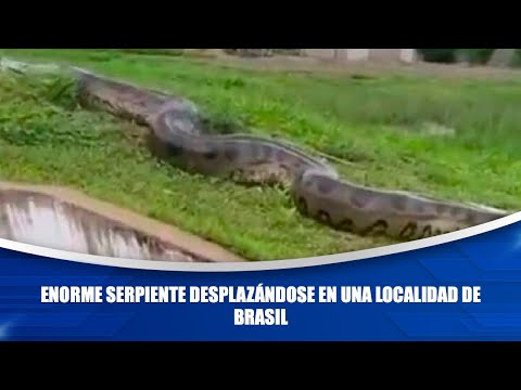 Enorme serpiente desplazándose en una localidad de Brasil