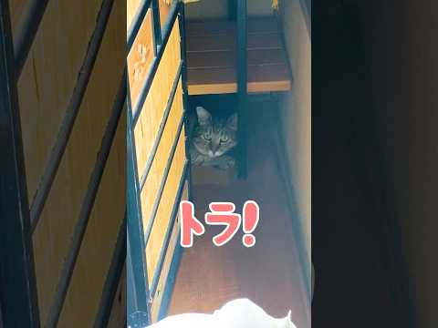ママが呼ぶとかわいいお返事しながら駆け寄ってくる元野良猫 #元野良猫 #鳴き声 #かわいい