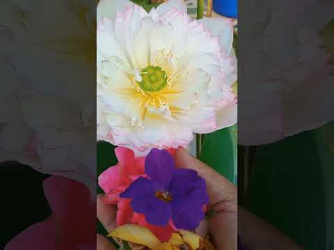 🙏🕉️Even in a#muddy pond #beautiful n strong