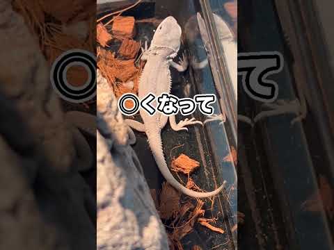 このトカゲはどうしても3ヶ月で○んでしまいます…