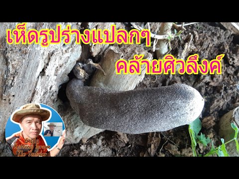 ชมธรรมชาติกับน้าเล็ก:-เห็ดรูปร ชมธรรมชาติกับน้าเล็ก:-เห็ดรูปร