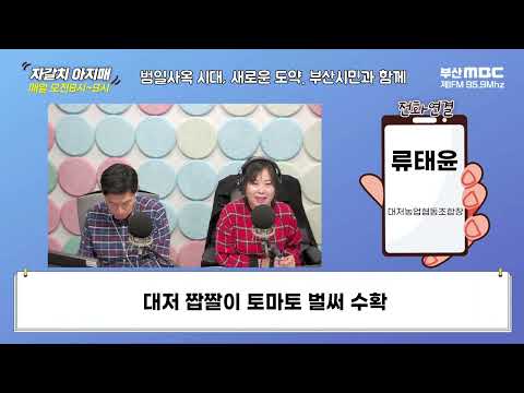 대저 짭짤이 토마토 벌써 수확  [부산MBC 자갈치아지매 20240202]