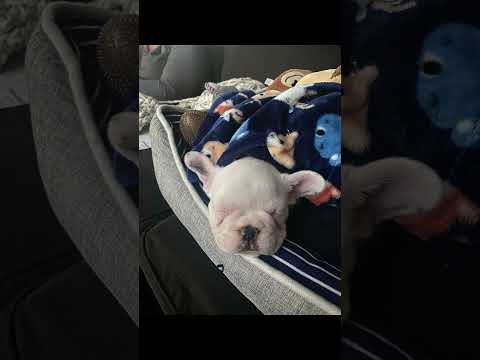 The different sleeping positions of Sir Winston 💤💤💤🐾🐾 #frenchbulldoglovers #sleep #cute #puppy