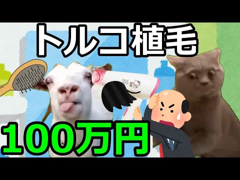 【猫ミーム】トルコ植毛に行った占い師！!