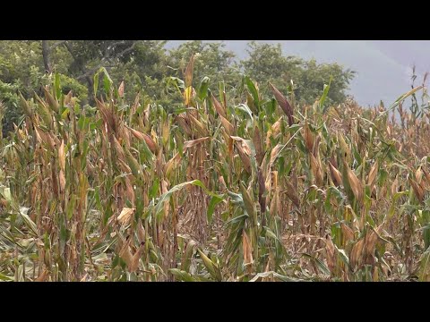 Excelente producción de granos básicos en postrera se asegura con este invierno