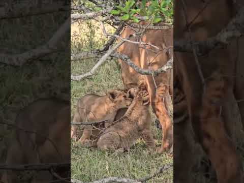 4children is forest cortun in govrsensil metulation in animal compiman to match love