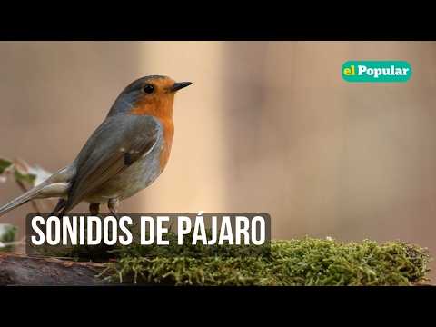 ASMR | ASMR | Duérmete con Sonidos de Pájaros 🐦 Canto Natural Calmante            (8 Horas)