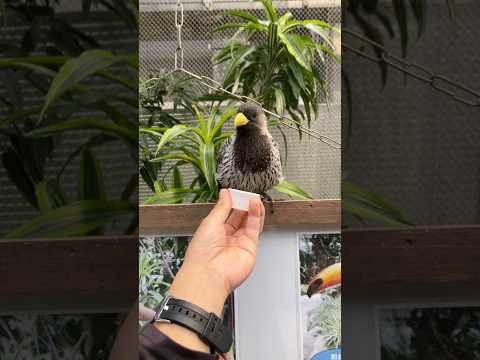 ハイイロエボシドリにエサやり 松江フォーゲルパーク Feeding the Western plantain-eater