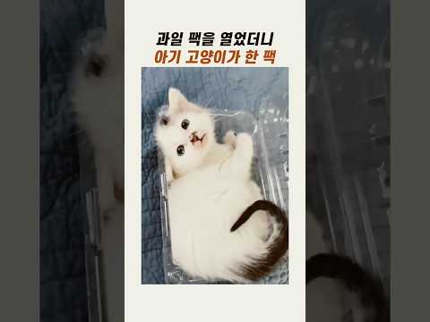 과일팩 속 <strong>아기고양이</strong> #새끼고양이 #야옹이 #냥이