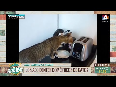 Vamo Arriba - Mascoteros: Los accidentes domésticos de gatos