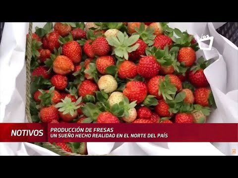 La producción de fresas: un sueño hecho realidad en Jinotega