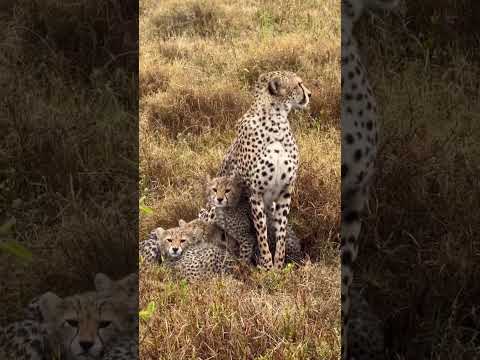 cript fon in anisous fokseñetiv ,out counsermegin in alicoptebl to mathchis conses aebisnet 3D