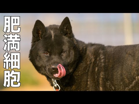 【甲斐犬】瑞稀くんのご報告７月13日ライブ配信テロップ訂正再配信