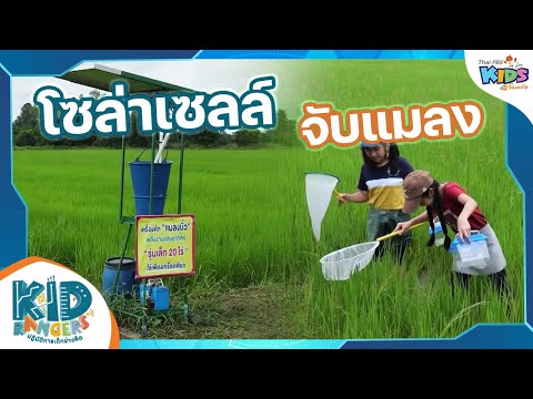 โซล่าเซลล์จับแมลง|KidRanger