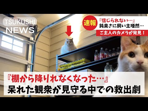 【超絶悲報】棚の上にのぼったらおりれなくなって助けを求める猫が可哀想すぎた【関西弁でしゃべる猫】【猫アテレコ】