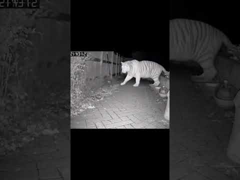 SECURITY CAM SHOCK: Tiger Scared of a Mouse?! 📸🐅😱🐁