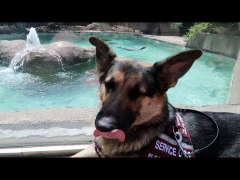 the zoo w/ a service dog 6/7/20