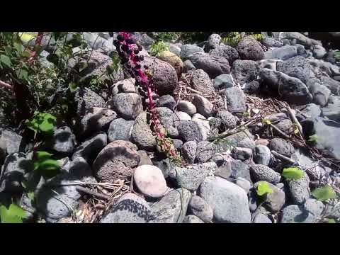 Yo le llamo jardín montes