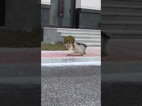 Puppy's Bizarre Adventure