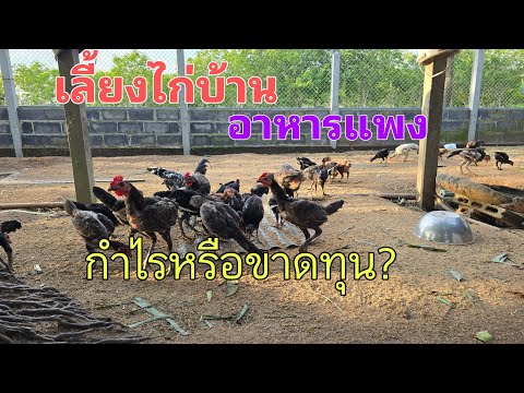 อาหารแพงแบบนี้เลี้ยงไก่บ้านกำไ