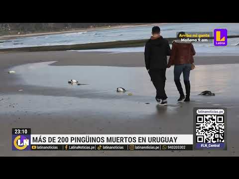 Más de 200 pingüinos muertos aparecen en playas de Uruguay
