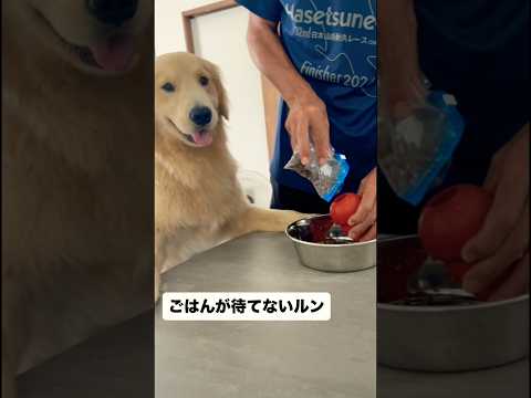 ごはんが待てない愛犬のルン♪くん