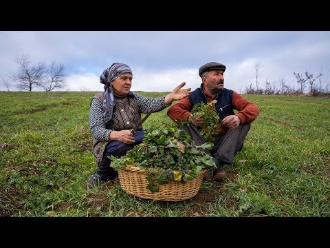 Picking Edible Wild Winter Herbs and Making a Pie