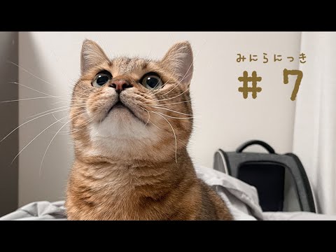 みにら君と猫の日常を楽しむ特別動画とファンクラブ情報 サムネイル