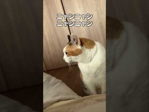 猫の動画サムネイル - 「猫と暮らしたら諦めないといけないこと3選」猫あるあるソング