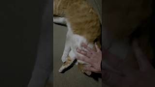 また深夜に甘えん坊のノラネコさんと出会いました。ここにはお友達がいなくて寂しいのかな。 #cat #animal #ねこ #猫 #ネコ #野