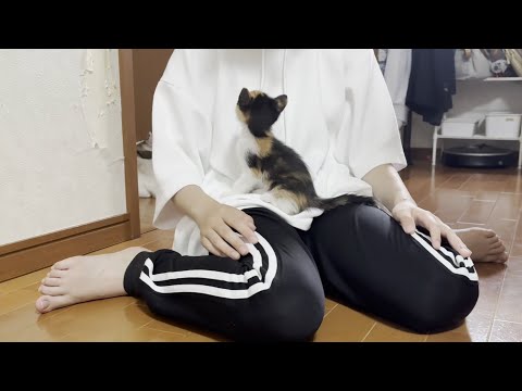 猫の動画サムネイル - 子猫にどう接したらいいのか困惑するオデコと娘