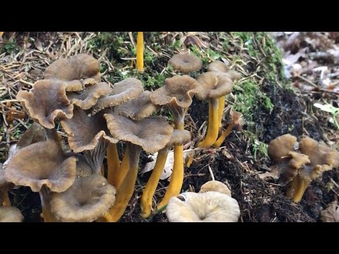 เก็บเห็ดดำเห็ดรวมดอกสวยงาม🍄เก