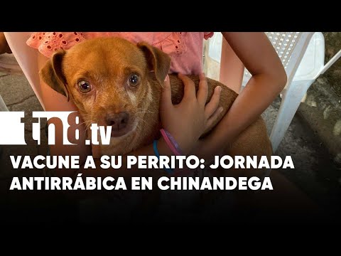En Chinandega ya arrancó la jornada contra la rabia en mascotas - Nicaragua