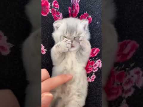 cat #cat #funny #cute #cutecat #kitten #shotfeed #viral #pets #home #cutecates