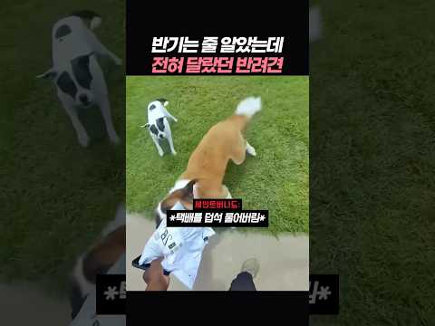 반기는 줄 알았지만 전혀 달랐던 <strong>반려견</strong>
