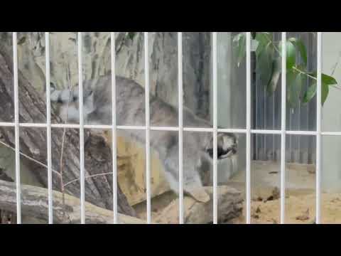 マヌルネコエルくんが部屋に戻る姿とその魅力【東山動植物園2025年】 サムネイル