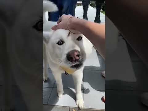 Funny and cute dogs  #dog #funny #pets #puppy #dogs #puppies #dogshorts #cutedog