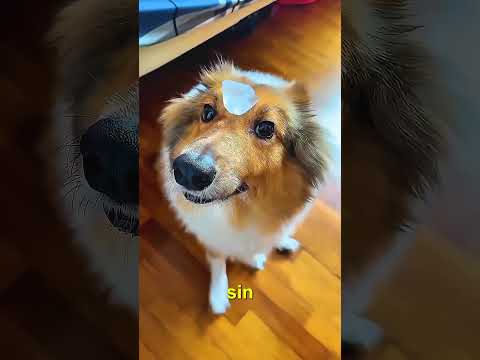 SI LE PONES HIELO A TU PERRO SALE SU VERDADERA PERSONALIDAD!