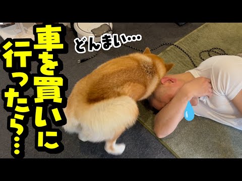 犬の動画サムネイル - 念願の新しい車を買いに行ったらまさかの事実が発覚しパパが…慰める柴犬