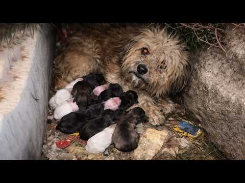 Terrified Stray Mother Dog Gave Birth to 11 Puppies, Begging the World to Save Her Babies!!!