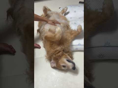 엄마 보자마자 미친 듯이 달려가는 대형견ㅋㅋㅋ 결국 막내 본능 폭발🤣🐶