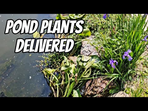 Pond Plants Delivered ❤️ If you find my content helpful, become a channel member  and get access to perks_
https_//www