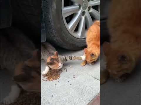 #CatLife #CatShorts #CuteCats #HungryCats #CatMoments #PoeticShorts #journal #cat