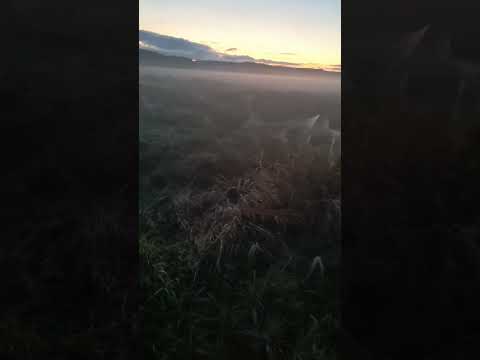 Гуляю у тумані 🔥💯💯💯💯