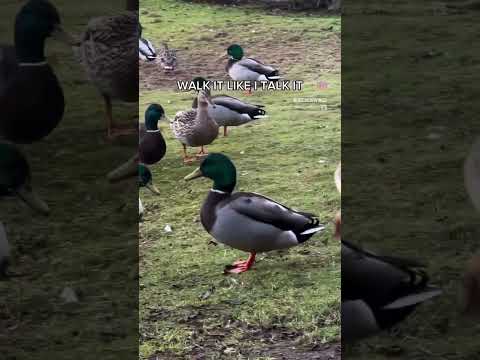 Walk It. Quack It. 🦆