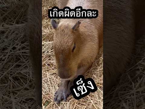 เจ้ารู้ไหมว่าเจ้าเป็นตัวอะไร￼